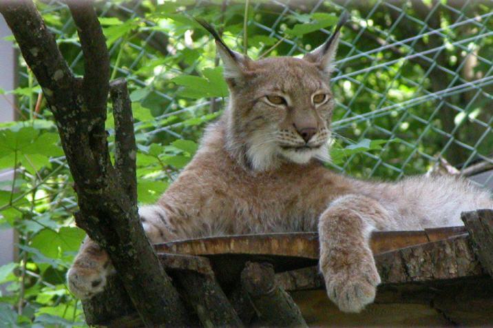 Der Zoo Hellbrunn...